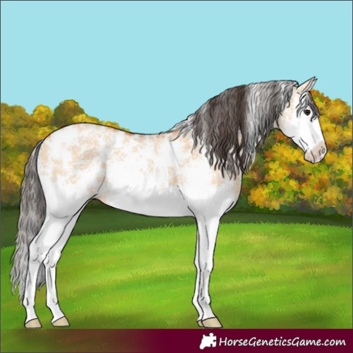 Horse Color:Bay Dun Sabino Splash