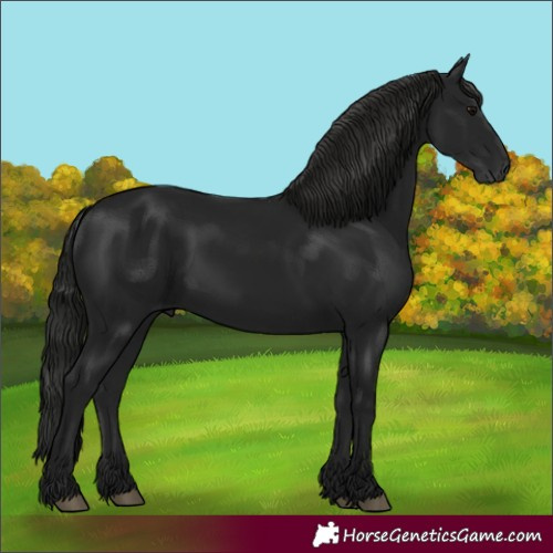 Horse Color:Gray Black Rabicano