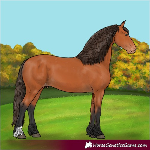 Horse Color:Unknown 
