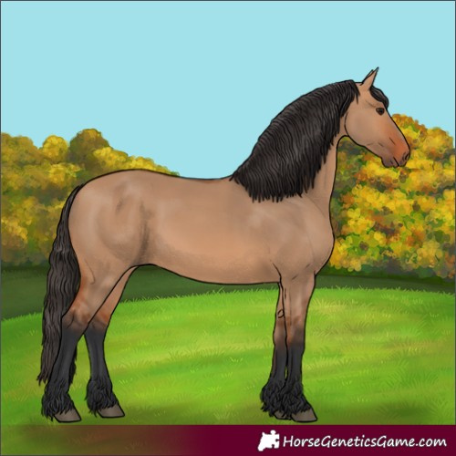 Horse Color:Unknown 