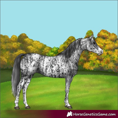 Horse Color:Black Snowflake Varnish  and White Spotted Black Snowflake Varnish 