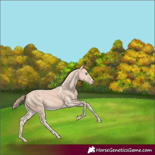 Horse Color:White Spotted Perlino 