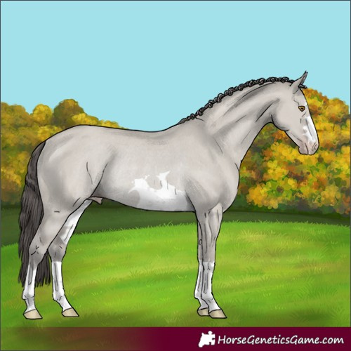 Horse Color:Classic Cream Champagne Dun Rabicano 