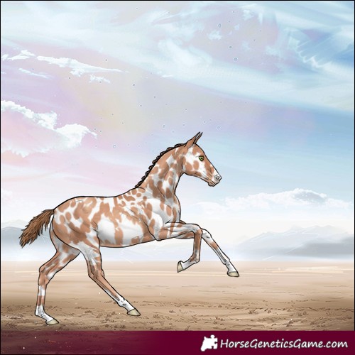 Horse Color:White Spotted Gold Champagne Appaloosa Rabicano