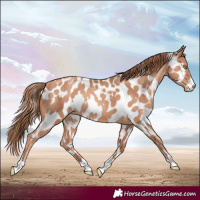 Horse Color:White Spotted Gold Champagne Near Leopard Rabicano 