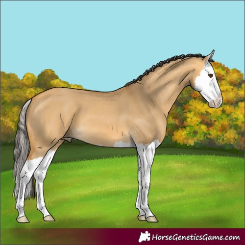 Horse Color:Buckskin Dun Splash