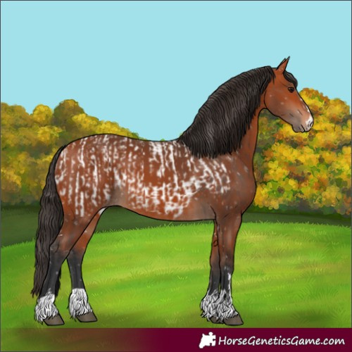 Horse Color:Bay Near Leopard and Bay