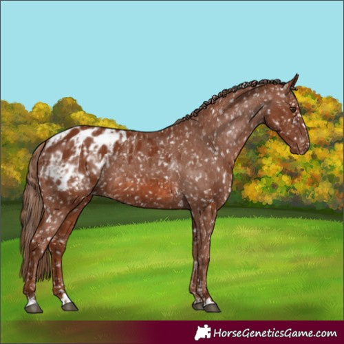 Horse Color:Chestnut Blanket  and Chestnut Blanket 