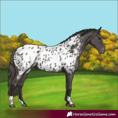 Horse Color:Smoky Black Near Leopard 
