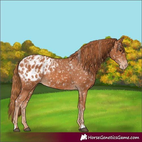 Horse Color:Chestnut Appaloosa  and Chestnut Appaloosa 