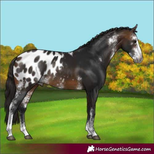 Horse Color:Gray Buckskin Sabino Appaloosa Rabicano 