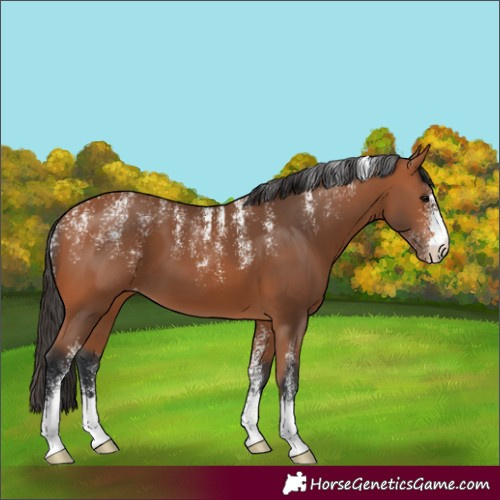 Horse Color:Powder White Bay Varnish 