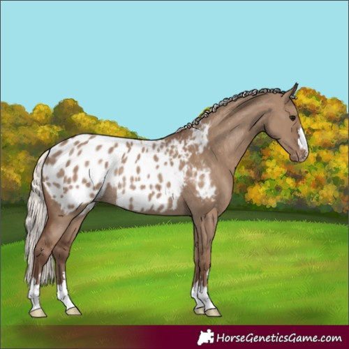 Horse Color:Silver Grullo Blanket Rabicano 