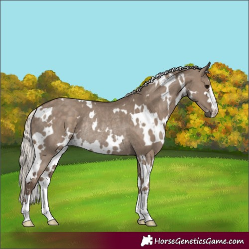 Horse Color:White Spotted Silver Grullo Rabicano 