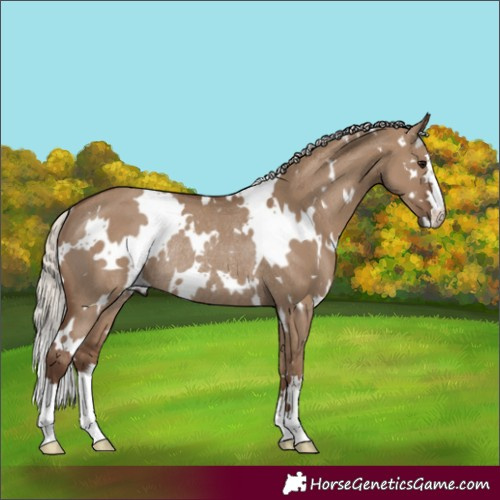 Horse Color:White Spotted Silver Grullo Rabicano