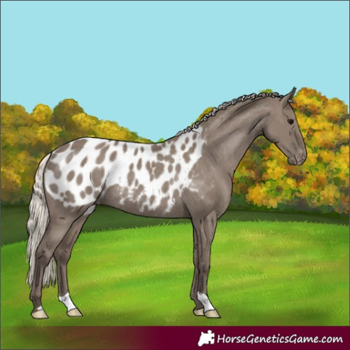 Horse Color:Silver Grullo Blanket Rabicano 