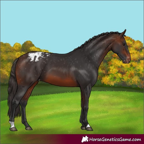 Horse Color:Brown Varnish 