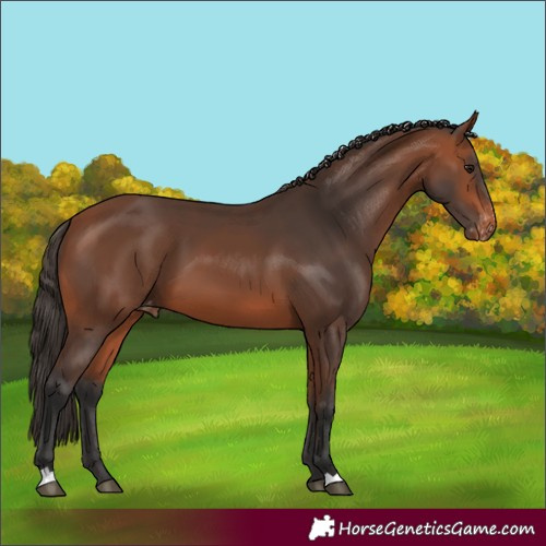Horse Color:Bay Appaloosa