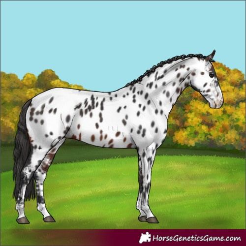 Horse Color:Brown Near Leopard 
