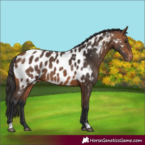 Horse Color:Bay Appaloosa 