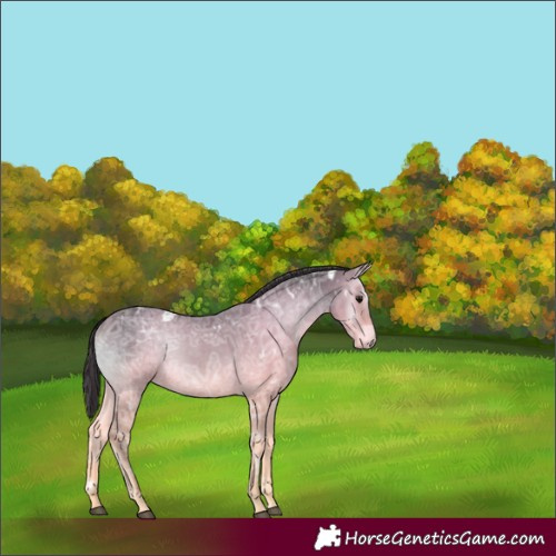 Horse Color:White Spotted Buckskin Ice Onyx 