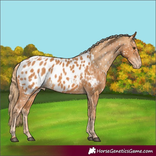 Horse Color:Chestnut Appaloosa  and Chestnut Appaloosa 