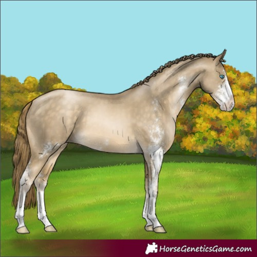 Horse Color:Buckskin Pearl Sabino 