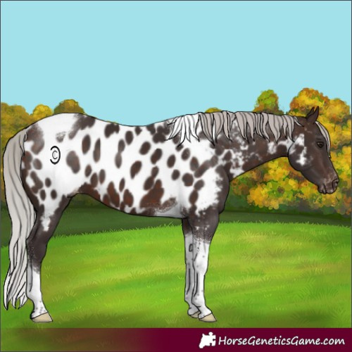 Horse Color:Silver Brown Tobiano Appaloosa 