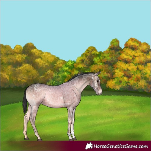 Horse Color:White Spotted Bay Ice Onyx Sabino Rabicano