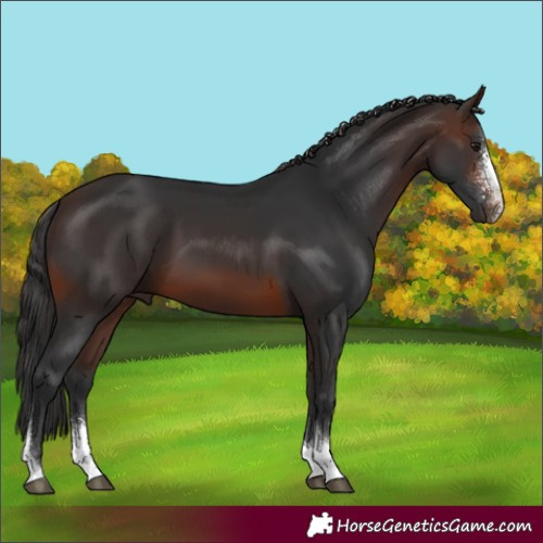 Horse Color:Brown Sabino Tobiano 