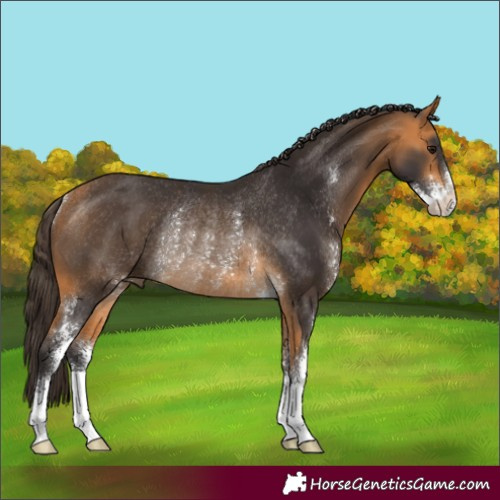 Horse Color:Buckskin Sabino Rabicano 