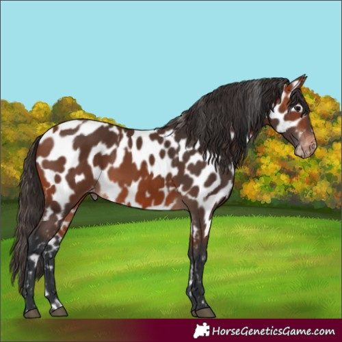 Horse Color:Bay Near Leopard and Bay Near Leopard