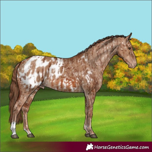 Horse Color:Chestnut Appaloosa and Red Dun Appaloosa