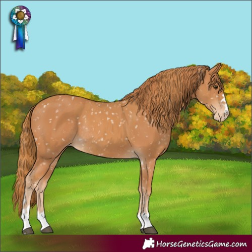 Horse Color:Chestnut Appaloosa and Chestnut Appaloosa Rabicano