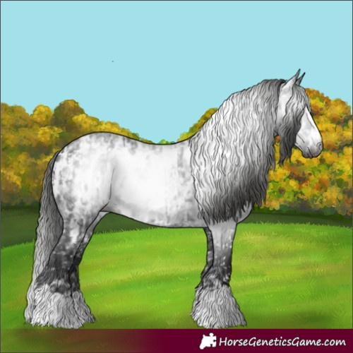 Horse Color:Gray Black Appaloosa  and Gray Black Appaloosa 