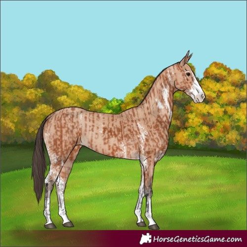 Horse Color:Bay Sabino and Amber Champagne Sabino