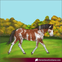 Horse Color:Bay Sabino  and Bay Sabino 
