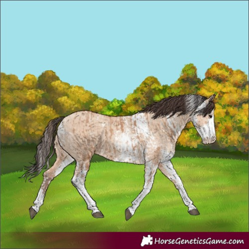 Horse Color:Bay Dun Sabino  and Amber Champagne Dun Sabino 