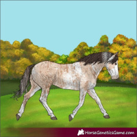 Horse Color:Bay Dun Sabino  and Amber Champagne Dun Sabino 