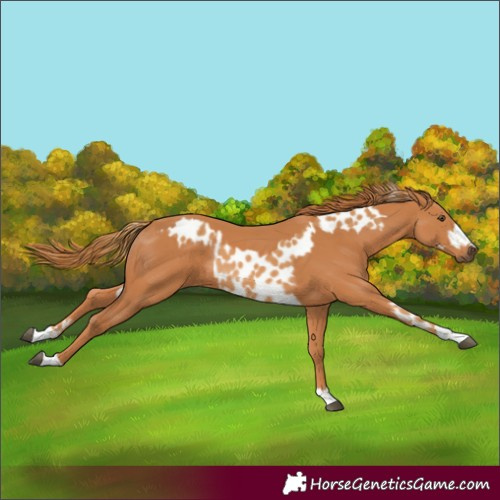 Horse Color:Chestnut Near Leopard and Chestnut