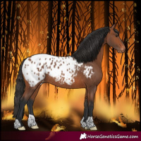 Horse Color:Bay Blanket Rabicano