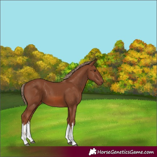Horse Color:Unknown 