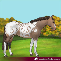 Horse Color:Bay Dun Tobiano Blanket