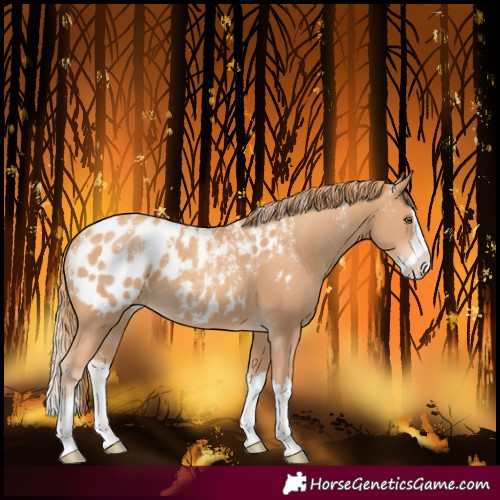Horse Color:Powder White Gold Champagne Splash Blanket