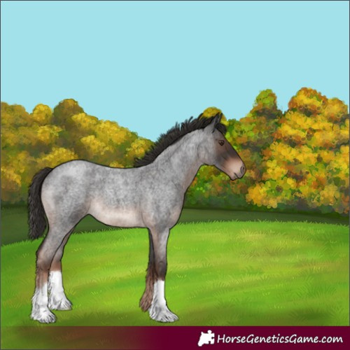 Horse Color:Liver Red Roan