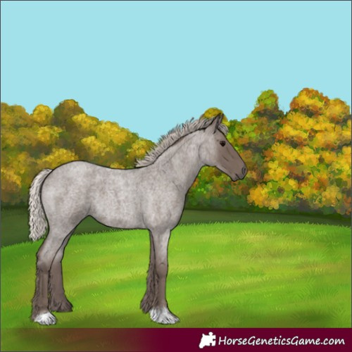 Horse Color:Silver Blue Roan 