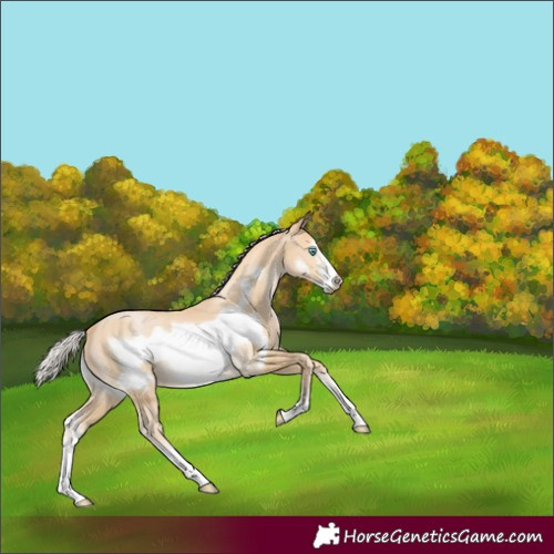 Horse Color:Silver Smoky Black Pearl Sabino Frame