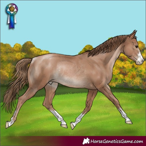 Horse Color:Black Pearl Rabicano