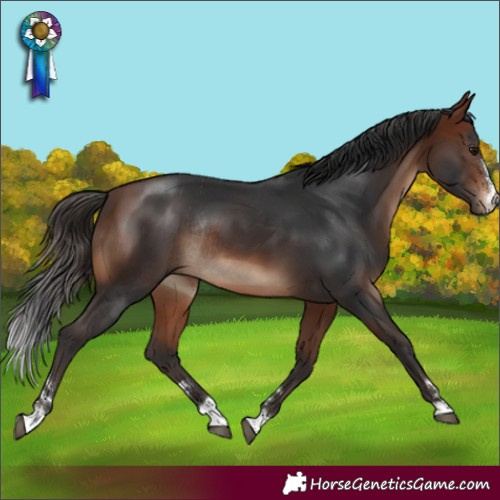 Horse Color:Bay Rabicano