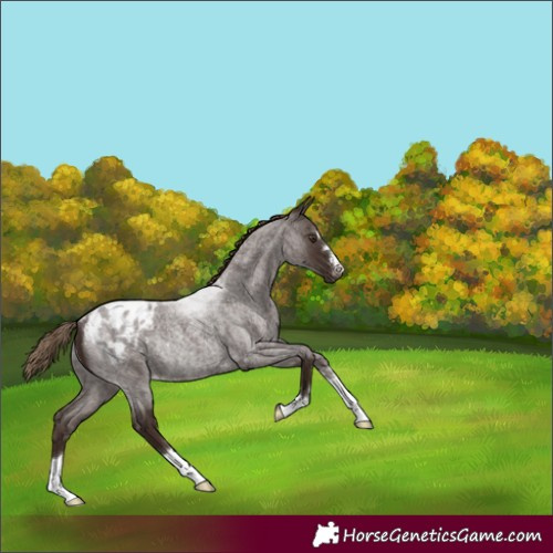 Horse Color:Liver Red Roan Appaloosa Rabicano